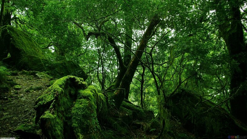 Moss-covered Forest — Green, Dense, Photograph, Trees, Rocks