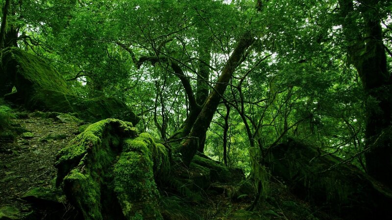 Moss-covered Forest — Green, Dense, Photograph, Trees