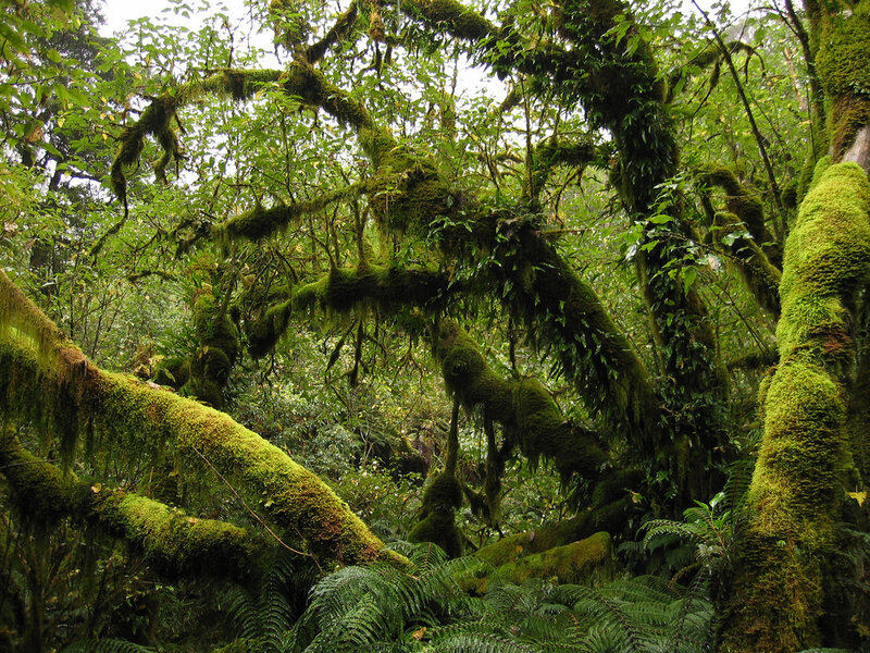 Moss-covered Forest — Green, Dense