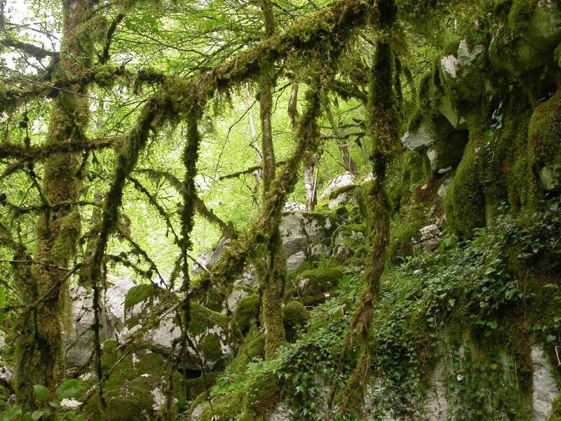 Moss-covered Forest — Green, Lush, Afternoon