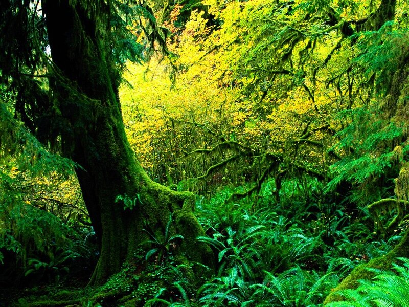 Moss-covered Forest — Green, Lush, Autumn, Photograph