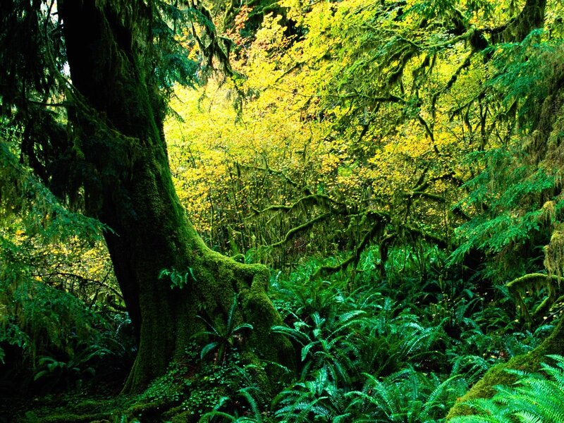 Moss-covered Forest — Green, Lush, Autumn