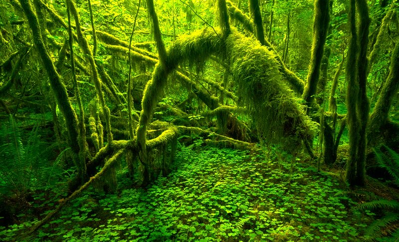 Moss-covered Forest — Green, Lush, Morning