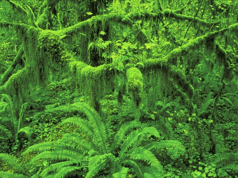 Moss-covered Forest — Green, Lush, Photograph