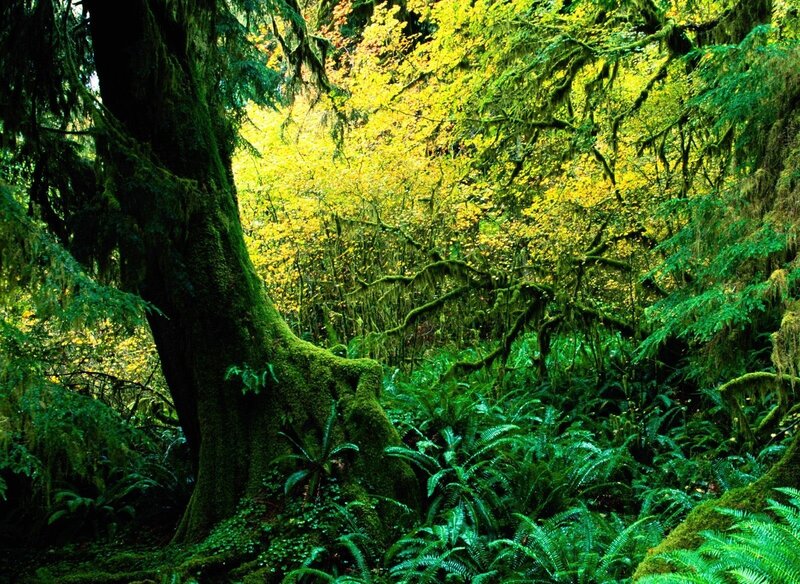 Moss-covered Forest — Green, Lush
