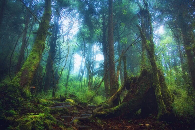 Moss-covered Forest — Green, Misty, Morning, Photograph