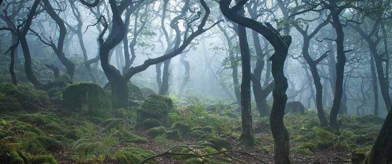 Moss-covered Forest — Green, Misty, Morning, Photograph, Trees