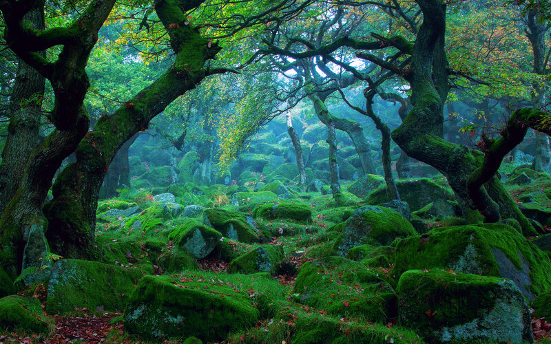 Moss-covered Forest — Green, Misty, Morning