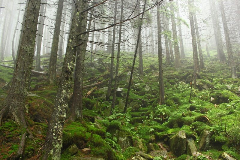 Moss-covered Forest — Green, Misty, Photograph