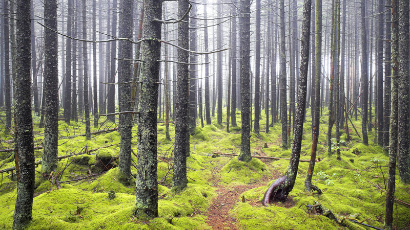 Moss-covered Forest — Green, Misty