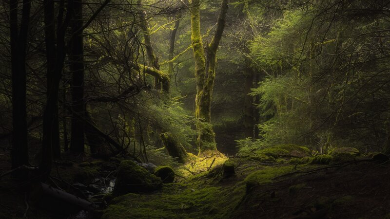 Moss-covered Forest — Green, Mysterious
