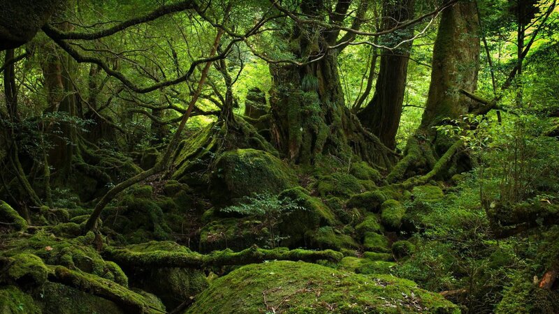 Moss-covered Forest — Green, Serene, Afternoon, Photograph