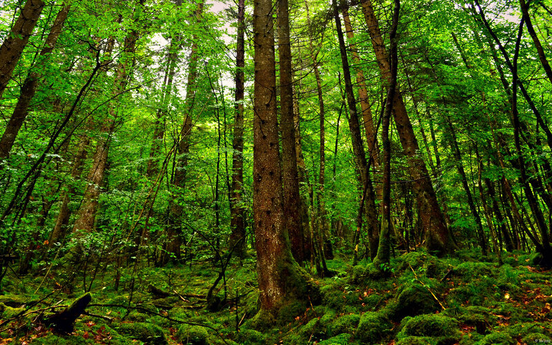 Moss-covered Forest — Green, Serene, Afternoon, Photograph, Trees, Moss