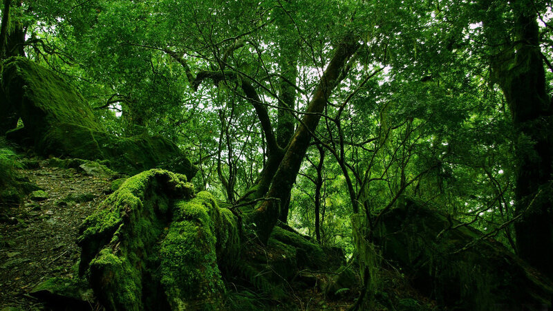 Moss-covered Forest — Green, Serene, Afternoon, Photograph, Trees