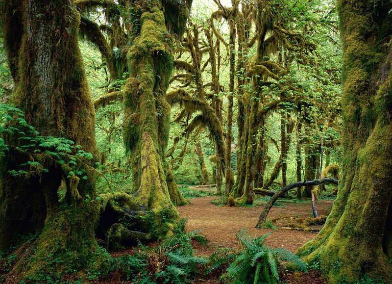 Moss-covered Forest — Green, Serene, Afternoon
