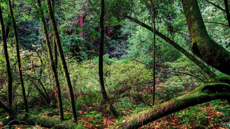 Moss-covered Forest — Green, Serene, Autumn