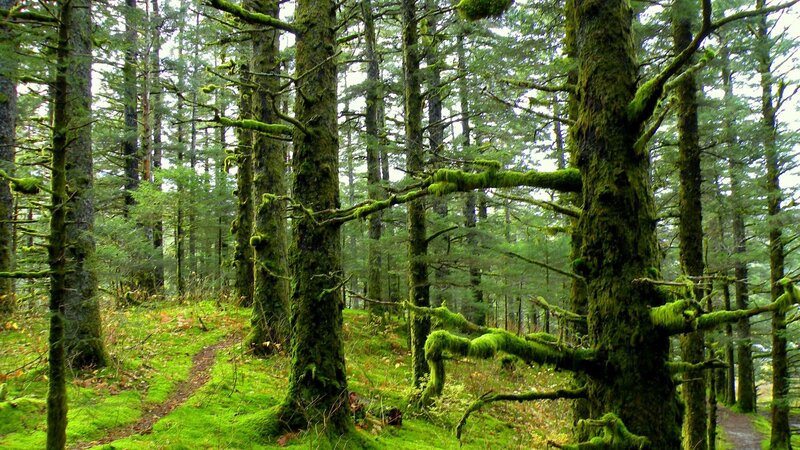 Moss-covered Forest — Green, Serene, Morning, Photograph