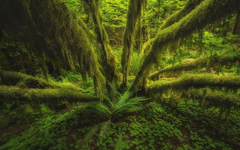 Moss-covered Forest — Green, Serene, Morning, Photograph, Trees, Ferns