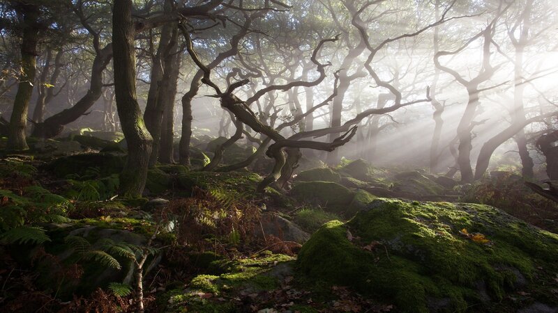 Moss-covered Forest — Green, Serene, Morning, Photograph, Trees, Fog