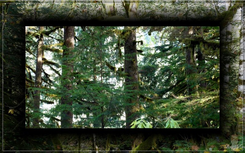 Moss-covered Forest — Green, Serene, Morning, Photograph, Trees, Moss, Brown