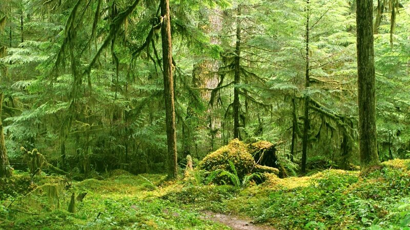 Moss-covered Forest — Green, Serene, Morning, Photograph, Trees, Moss, Fern