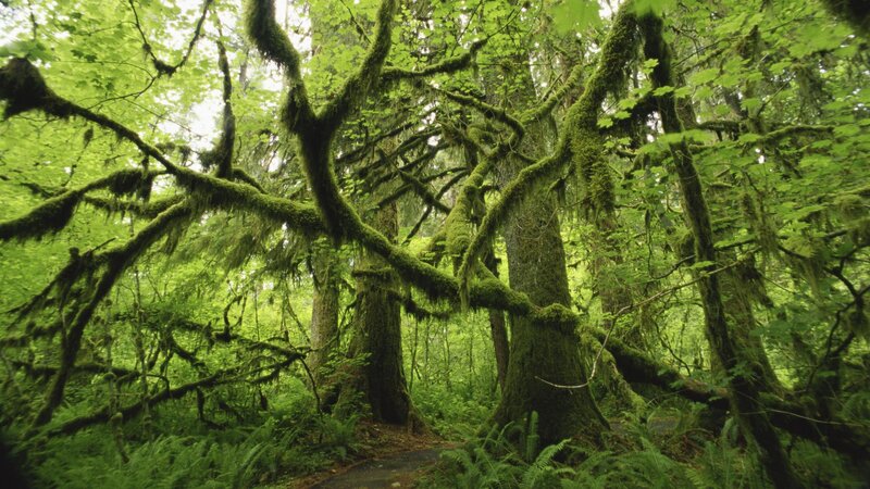 Moss-covered Forest — Green, Serene, Morning, Photograph, Trees, Moss, Ferns, Brown