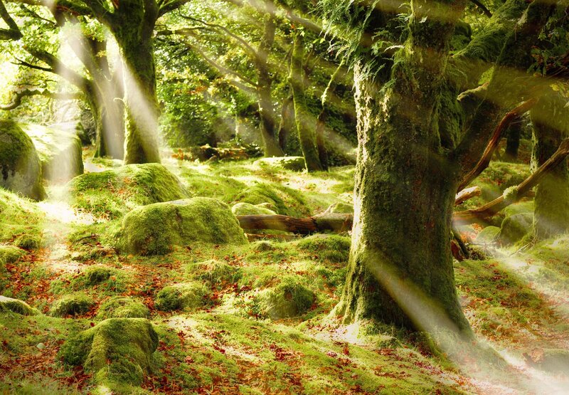 Moss-covered Forest — Green, Serene, Morning, Photograph, Trees, Rocks, Sunlight, Brown