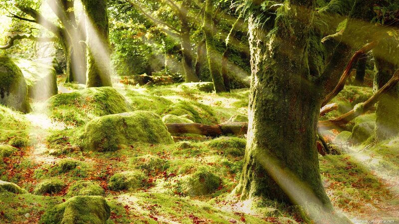 Moss-covered Forest — Green, Serene, Morning, Photograph, Trees, Rocks, Sunlight, Brown, Yellow