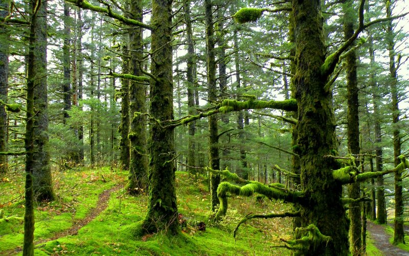 Moss-covered Forest — Green, Serene, Morning, Photograph, Trees