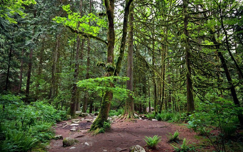 Moss-covered Forest — Green, Serene, Morning