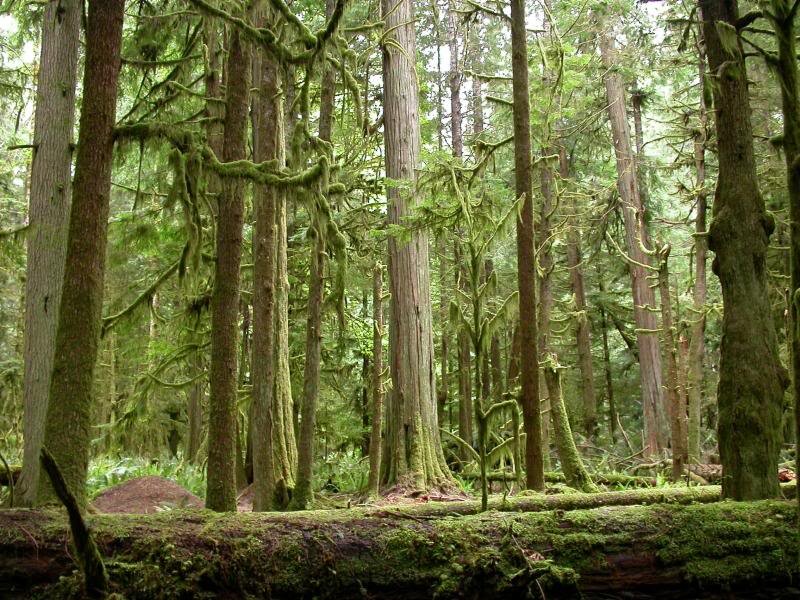Moss-covered Forest — Green, Serene, Photograph