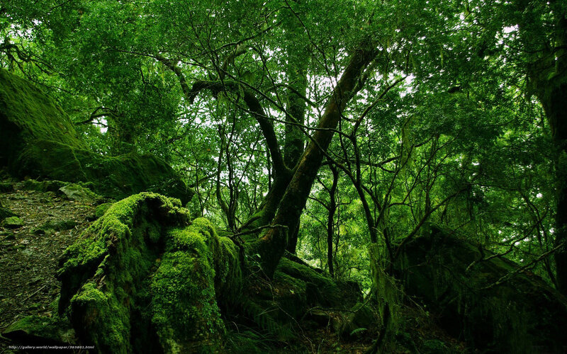 Moss-covered Forest — Green, Serene, Photograph, Trees, Rocks