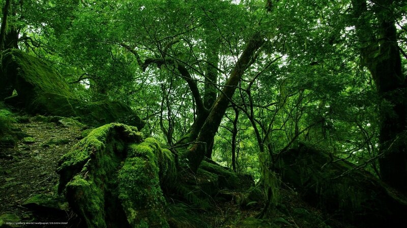 Moss-covered Forest — Green, Serene, Photograph, Trees