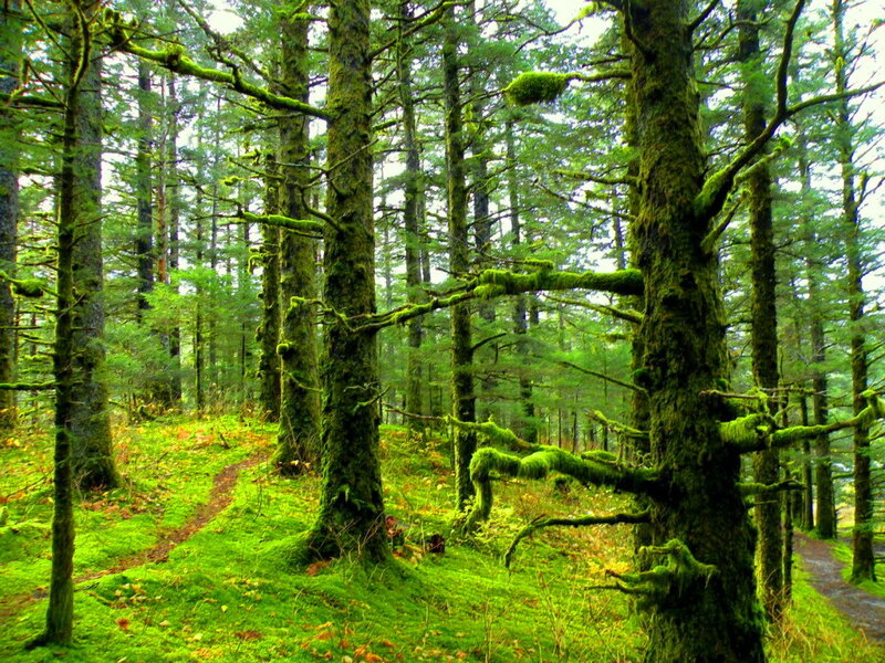 Moss-covered Forest — Green, Serene
