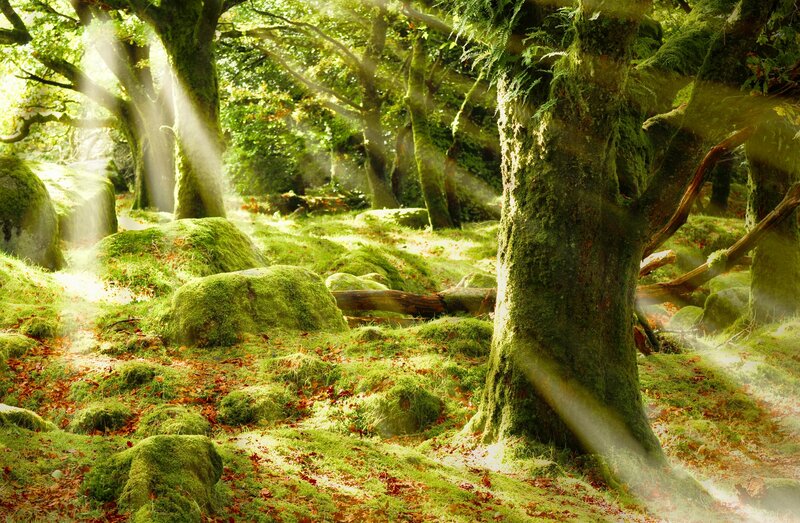 Moss-covered Forest — Green