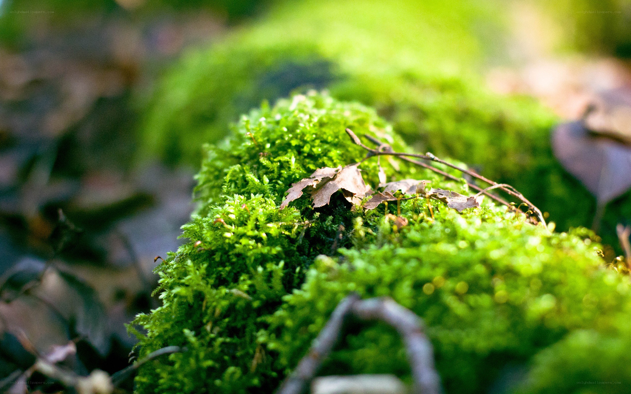 Moss-covered forest ground