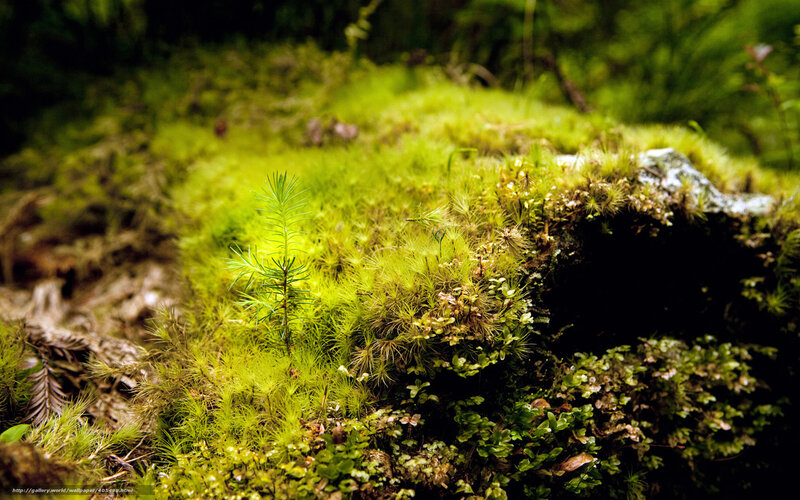 Moss-covered Forest Ground — Green