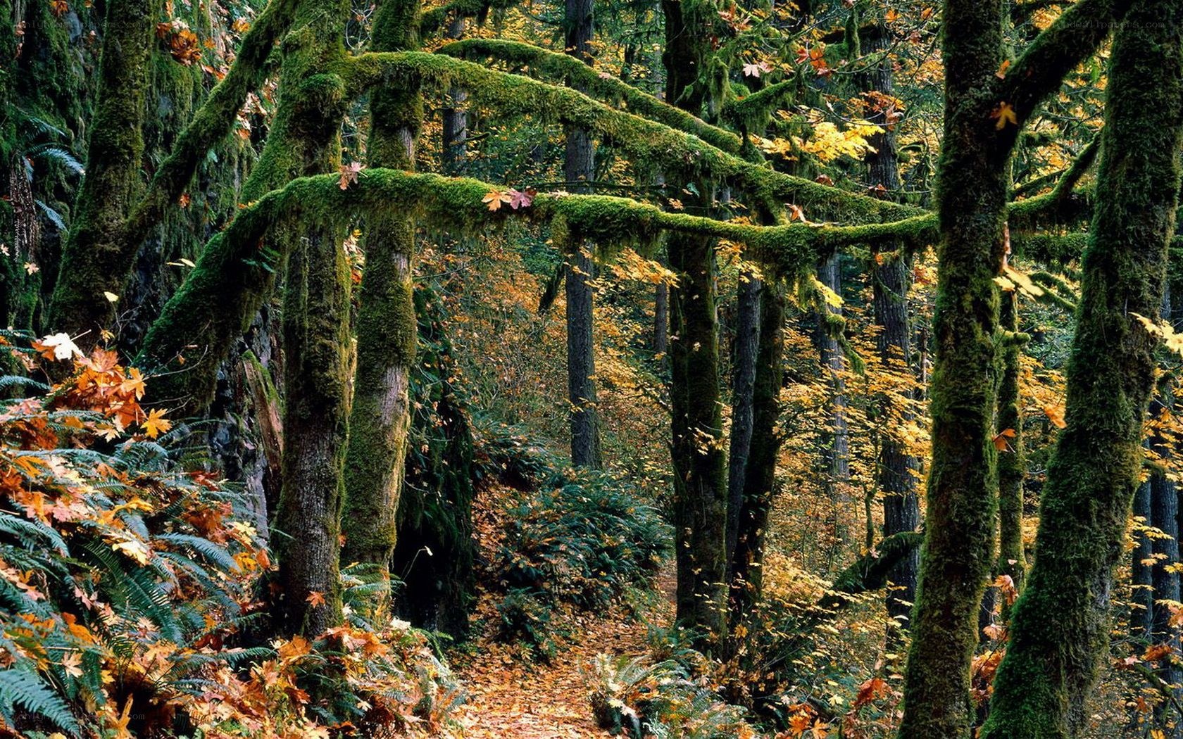Moss-covered forest in autumn