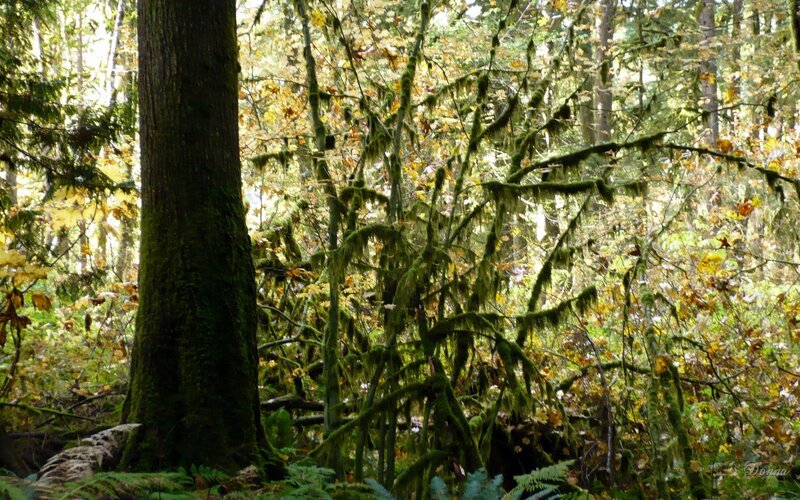 Moss-covered forest in autumn