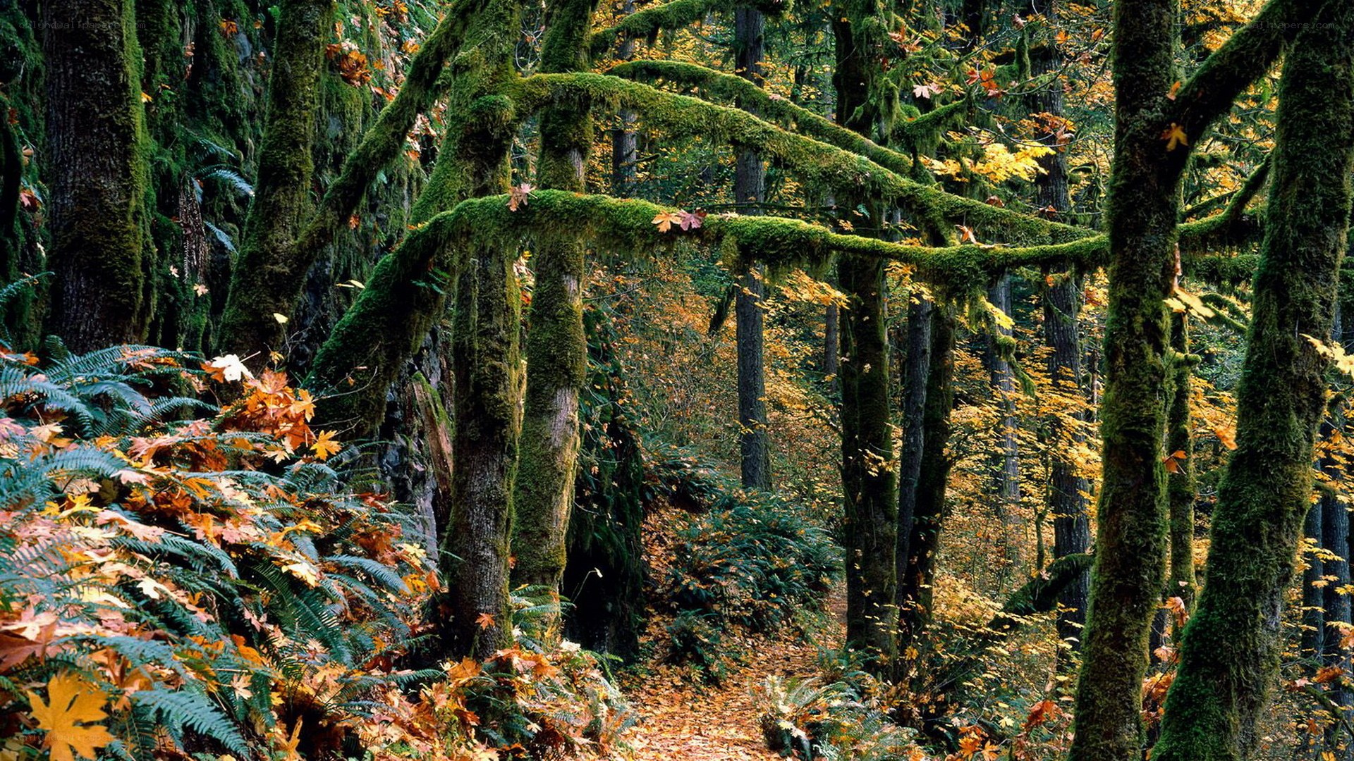 Moss-covered forest in autumn