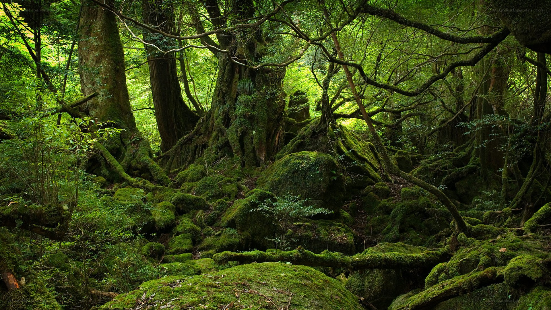 Moss-covered forest in Japan