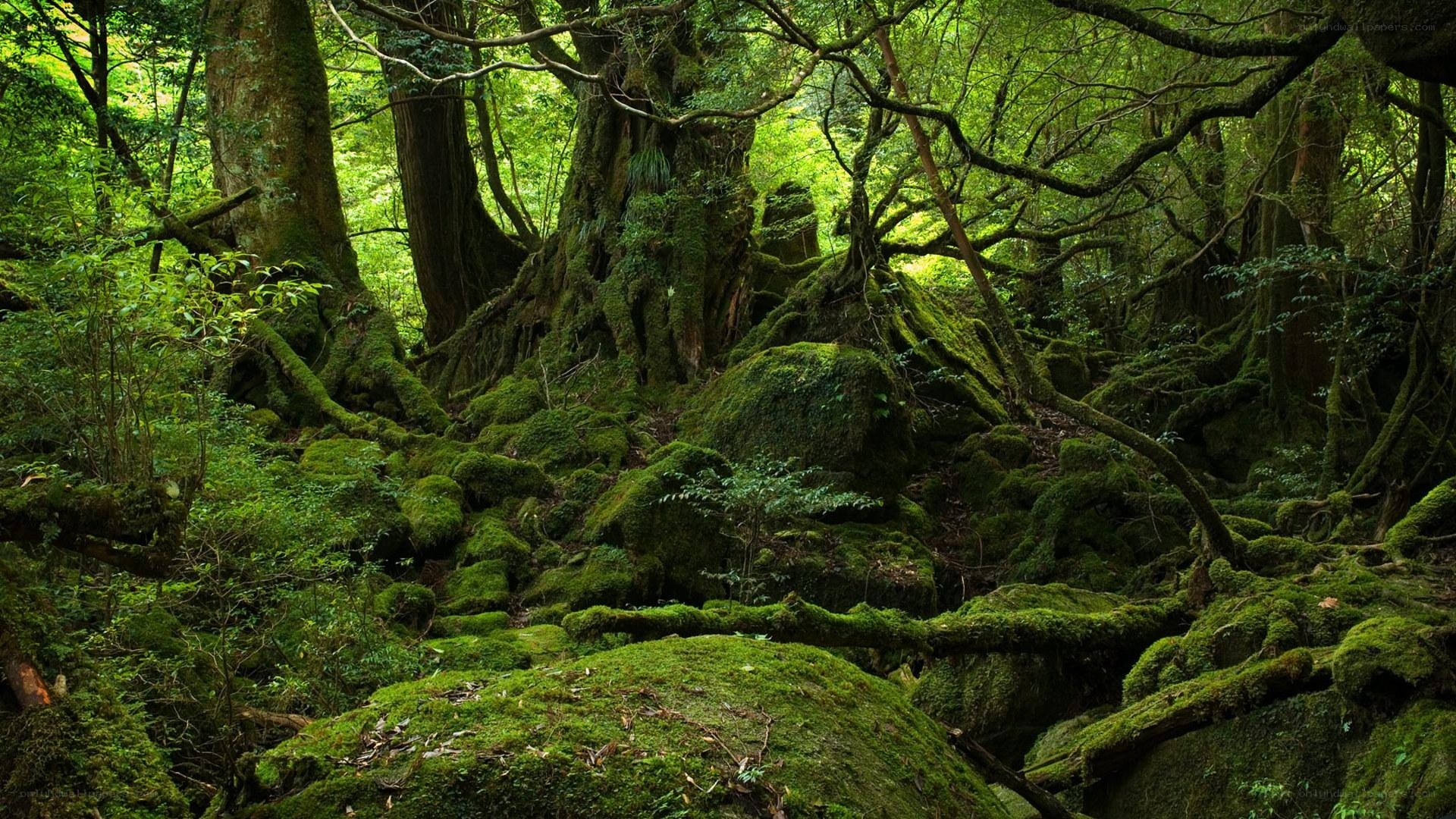 moss-covered forest in japan