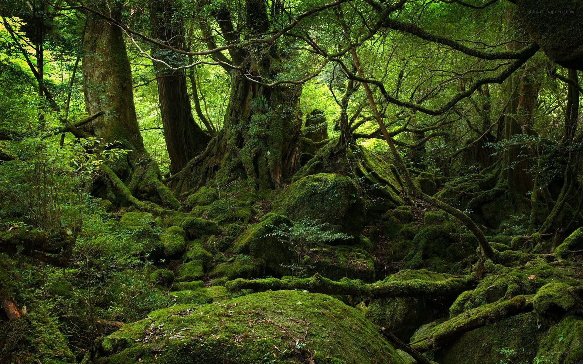 Moss-covered forest in Japan