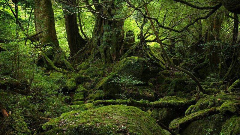 moss-covered forest in japan