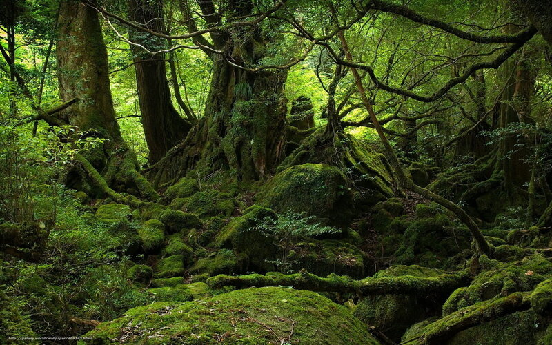 Moss-covered forest in Japan
