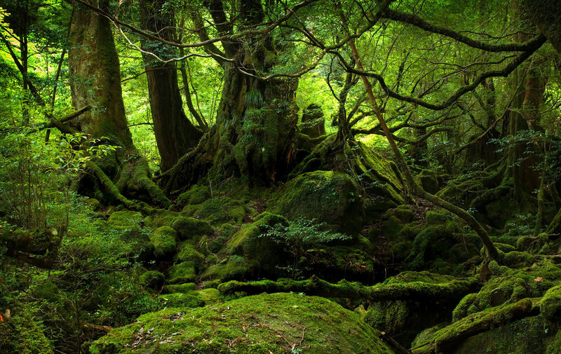 Moss-covered forest in Japan