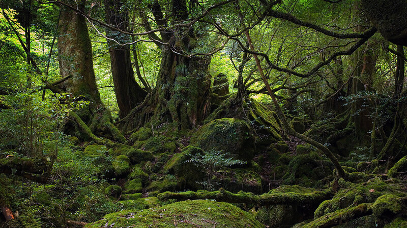 Moss-covered forest in Japan