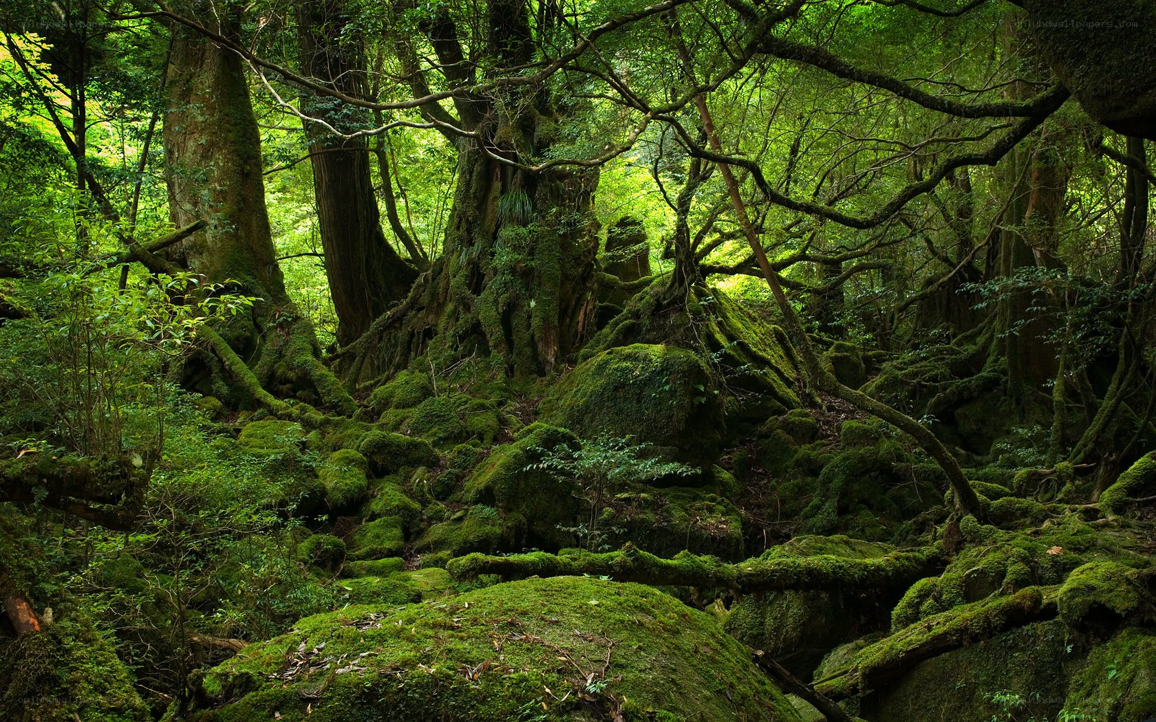 Moss-covered forest in Japan