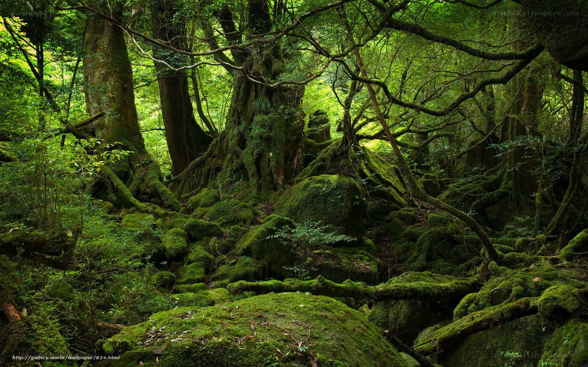Moss-covered forest in Japan