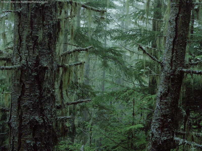Moss-covered forest in mist